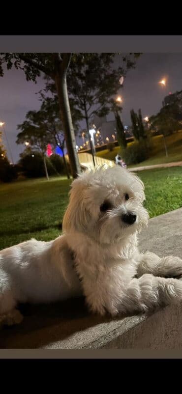 купить собаку малинуа: Malta bolonka, 8 ay, Erkek, Peyvəndli, Ödənişli çatdırılma — 1