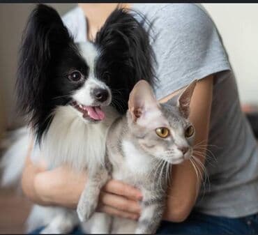 ветеринар на дом баку: RU Передержка животных.🐈🐶🐇🦜 Присмотрим за вашими питомцами: собаки — 1