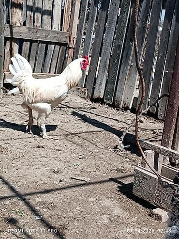 10 aylig sağlam və aktiv xoruzddu Sağlamdır öz heyətin gusudur Qiyməti