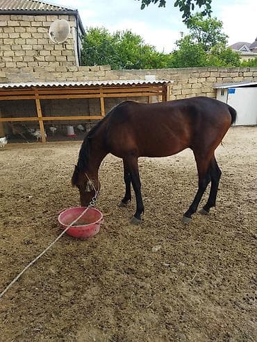 at qiyməti: Salam olsun hər kəsə Allah hamının malına bərəkət versin İnşallah!!! — 1