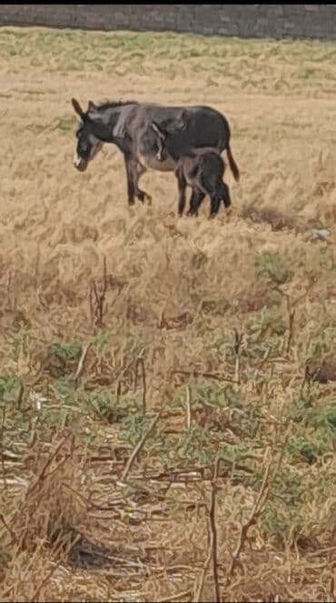 Məhsul: Eşşək sudu satılır istəyən olsa yanıdada sagılır verilir