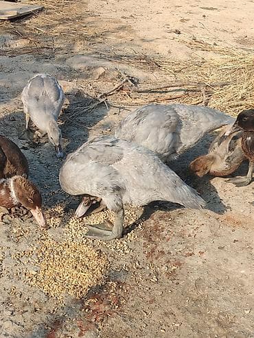 Heyvanlar: Salam az sayda qalib krasnadar zumrud ve Lavanda qiymetler boyuk ve — 8