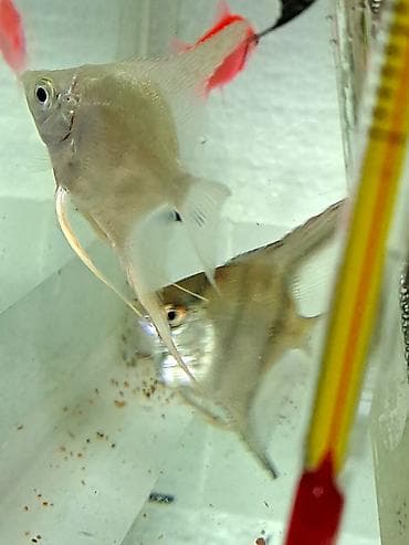 Quşlar: Mələk balığı (skalyari), Sülhsevər — 2