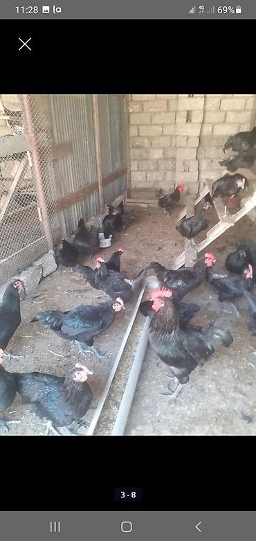 norka heyvan: Toyuq, Australorp, Damazlıq — 3