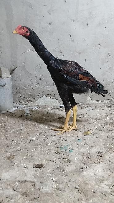 qarğa balası satılır: Toyuq cücələri, Damazlıq — 3