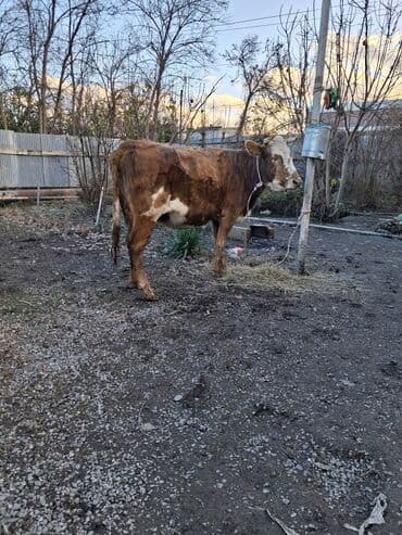 Gəmiricilər: Dişi, il: 4, Ünvandan götürmə — 1