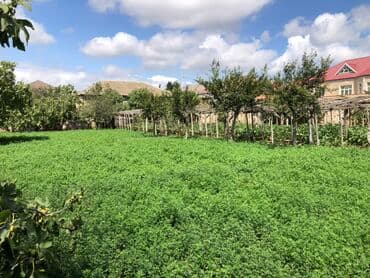 memar ecemi kiraye ev: 9 sot, Tikinti, Mülkiyyətçi, Kupça (Çıxarış) — 5