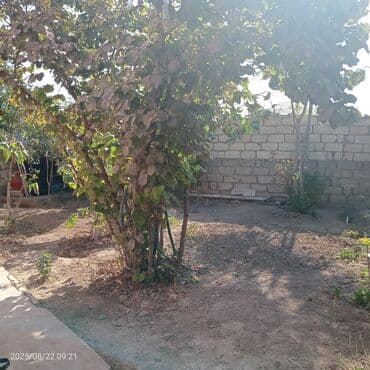 yaşıl dərə həyət evləri: 1 otaqlı həyət evi – bağ sahəsi ilə - Giriş: Həyətyanı sahəyə açılan — 11