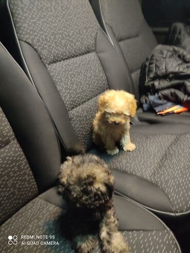 ən gözəl itlər: Pudel — 5