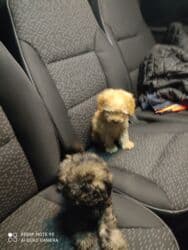 it xasqi: Pudel — 8