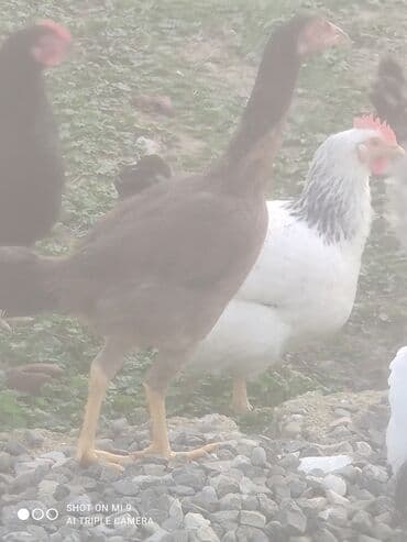 Гуси: Heyratı erkek dişi cütü 50azn — 4