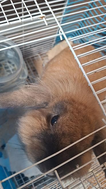 qefesi: Ev dovşanı – Lop tipli (aşağı sallanan qulaqlı)Erkək - Rəng — 5