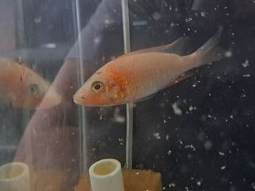 betta balıq: Cixlid balığı, Yırtıcı, Ünvandan götürmə — 1