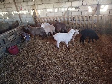 Quzu və gənc qoyunlar satılır 12 quzudu 11 erkek 1 disi - Cins: yerli