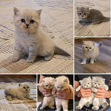 Gəmiricilər: Şotland, Erkək, Dişi, Yaxşı əllərə, Ünvandan götürmə — 1