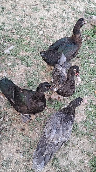 südü ineyler: Erkək, Ətlik, Pulsuz çatdırılma — 7