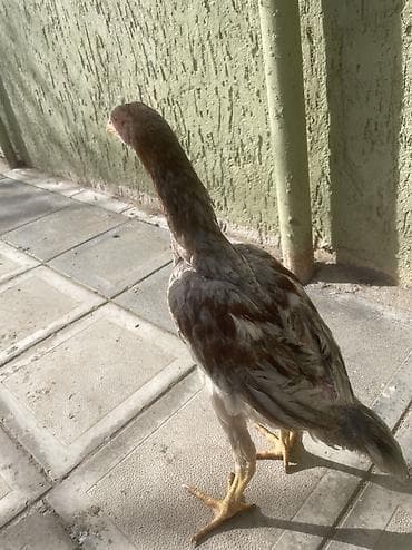 qaz ve ordek: Sentyabr axrıdı kül beçədi. Real alıcılar yazsın atasın anasın — 2