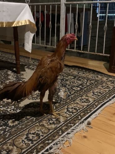 adlar it adlari: Xoruz, il: 1 — 2