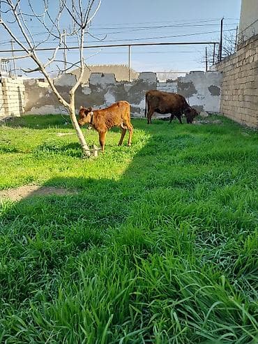 Hinduşkalar: Bala 15 gun du olub Ana 10 litir sud verir unvan baki — 2