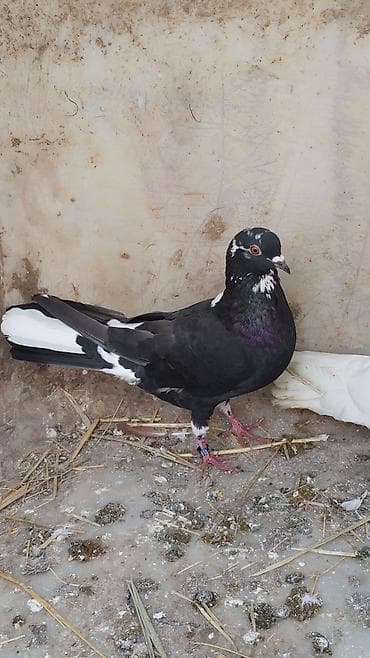 barter itlə: Salam.Erkəkdi. Qızğındı. 10 manatdı. MAYAYNAN BARTERDƏ VAR — 1