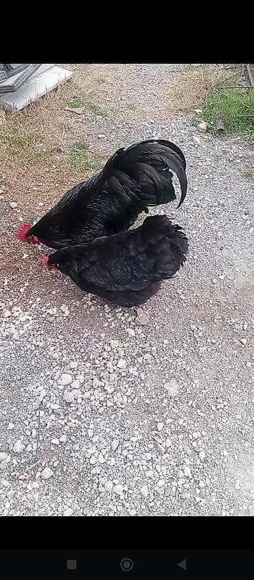 ucuz cuce: Toyuq, Damazlıq — 2