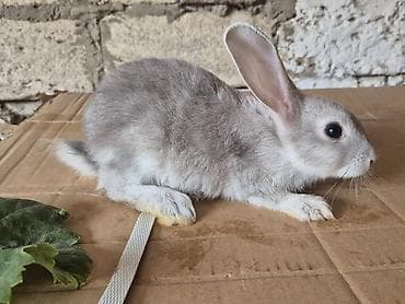 mal bazari: 🐇 14 ədəd sağlam və şirin balaca dovşan satılır! ✔️ Ev şəraitində — 1