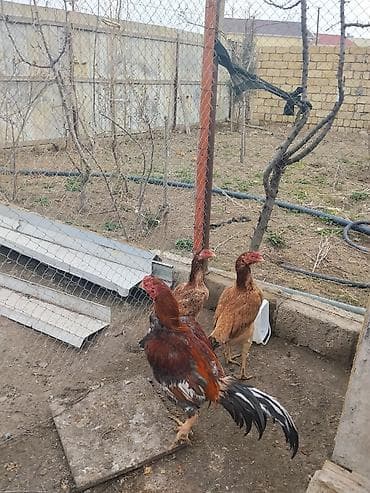 samoyed satisi: Toyuq, Damazlıq — 3