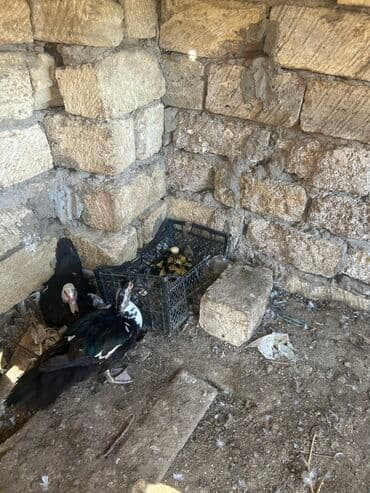 dovwan satiwi: 1 Ana 12 Bala satılır lal ördek — 1