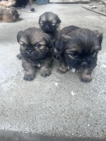 cins itlerin satisi: Pekines, 1 ay — 4