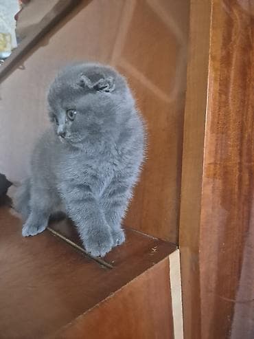 pisikler ucuz: Şotland yastı qulaq — 1