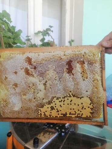 iran kere yagi: Tam təbii xalis bal 🍯 Meşə balı-30₼ Çiçək bali-30₼ Dağ qarışıq — 5