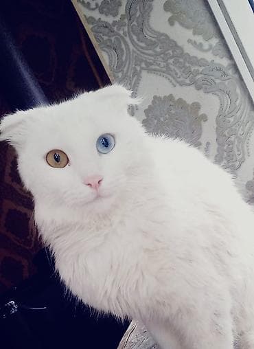 Türk anqora, Erkək, Yaxşı əllərə, Ödənişli çatdırılma