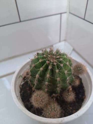 spatifilium: Otaq bitkiləri dəsti Şəkillərdəki bitkilər: - Spathiphyllum (Sülh — 2