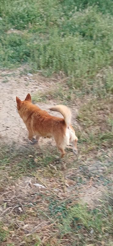 maine coon pişik: Çixuahua, 1 il, Dişi, Peyvəndli — 6
