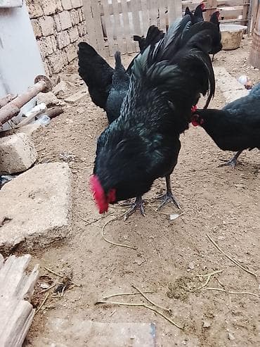 sort toyuq: Toyuq, Australorp, Yumurtalıq — 2