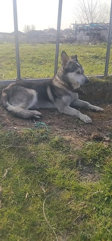 cins inəy: İt – orta ölçülü, qara-boz-ağ rəngli, qalın ikiqat tüklü. Dik — 3