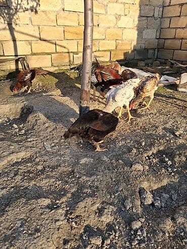 cins ineklerin satisi 2018: Toyuq cücələri, Damazlıq — 9