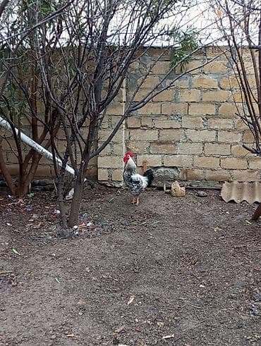 toyoq xoruz: Xoruz, il: 1, Ünvandan götürmə — 5