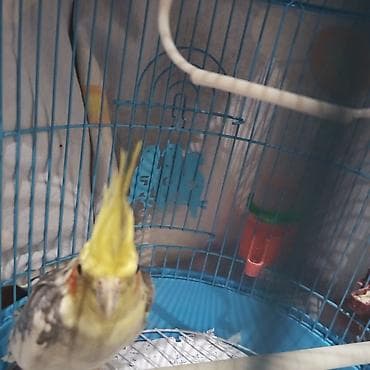 lalafo quşlar: Erkekdi çox gözel oxuyur vitaminleri verilib yuva qızdırır : Nimfa — 3