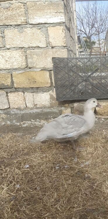 Temiz cins agir cekili Lavanda lal ordek balalari satilir 2 ve 3 aylig