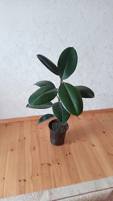 ağac: Fikus elastika (rezin ağacı) – bəzək məqsədli iri otaq bitkisi - Növ — 9