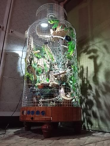 ereb kecisi: Unikal şaquli terrarium/volyer – dekorativ ağac gövdəsi və təbii — 1