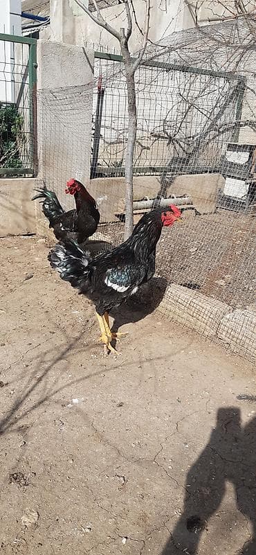 Keçilər, çəpişlər: Salam, heratı qarışığı tam sağlam olan həyətdı boyüyün xoruzlar — 6