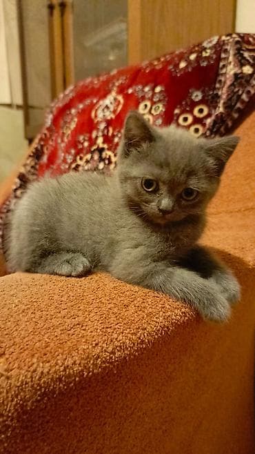 balaca it: Boz rəngli, qısa tüklü balaca pişik balası. - Rəng: bərabər tünd-boz — 4