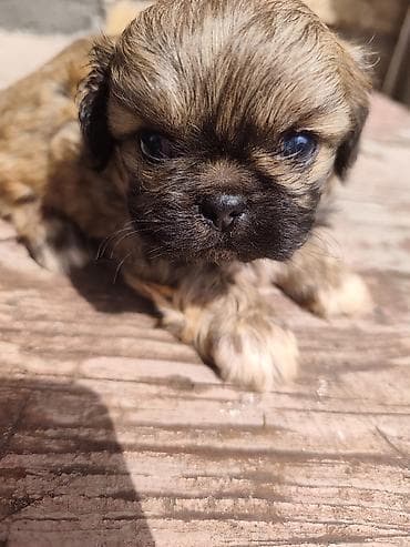 ağ quyruq ağlıca: Pekines, 1 ay, Erkek — 7