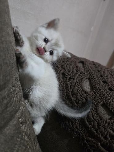 Şotland lalafo.az -da Şotland