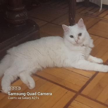 Gəmiricilər: Yaxşı əllərə — 2