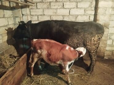 возьму породистого котенка в дар: Самка, лет: 4, Самовывоз — 1