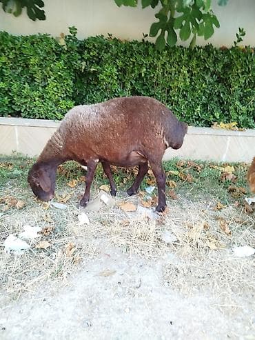 qoyun paltari: Super qala. qoyunu əsl. saxlamalı heyvandi ikiml qarin doğub başı — 1