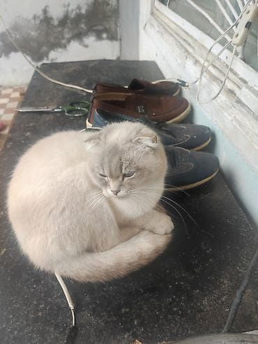 pişik şotlant: Britan yastı qulaq, Yaxşı əllərə — 6